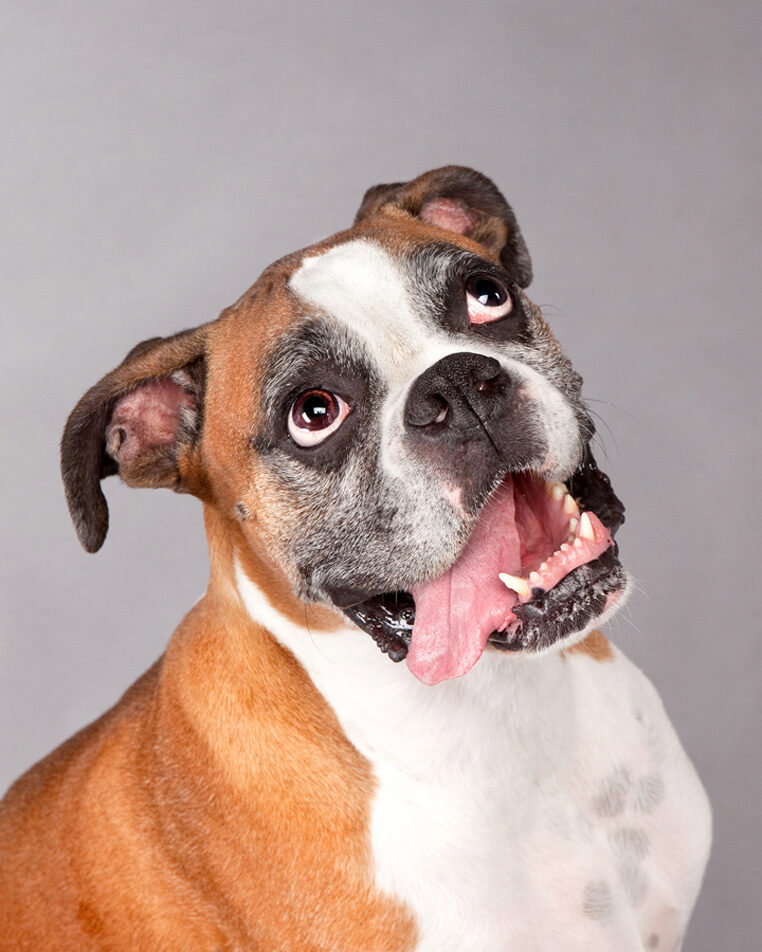 A boxer named Bently