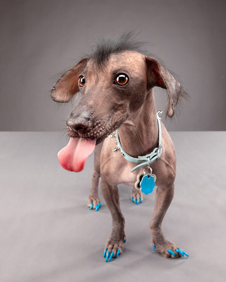 Chester is a Chinese crested who was severely neglected for the first year of his life, but has since found an awesome loving home.
