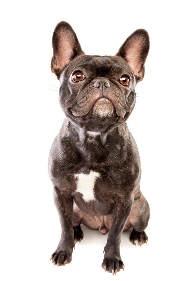 T-Bone, French bulldog.