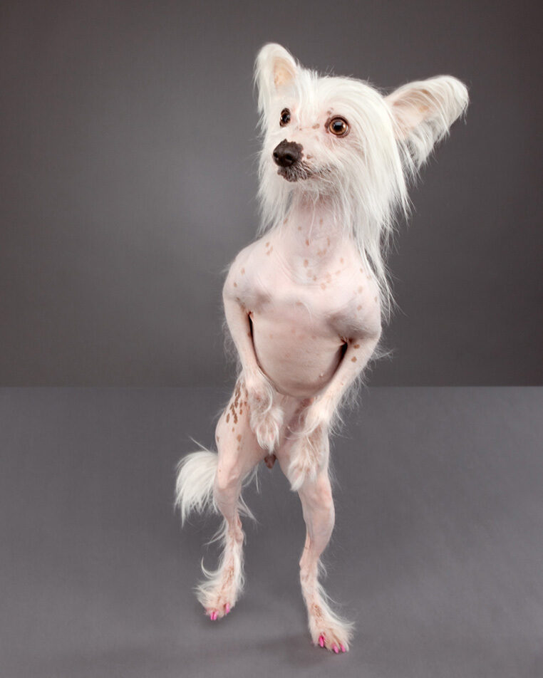 Mayonnaise, a Chinese crested