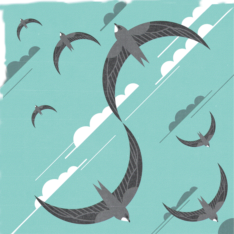 Financial Lessons From the Chapman Swifts Financial Lessons From the Chapman Swifts