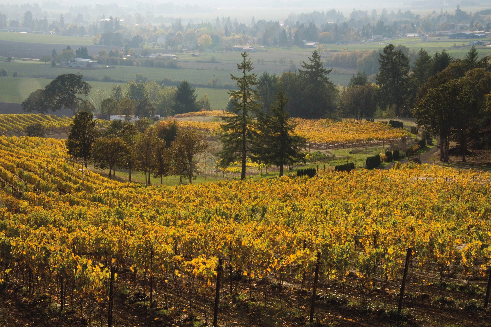 Get a Behind-the-Scenes View of Fall Harvest in Oregon Wine Country Get a Behind-the-Scenes View of Fall Harvest in Oregon Wine Country
