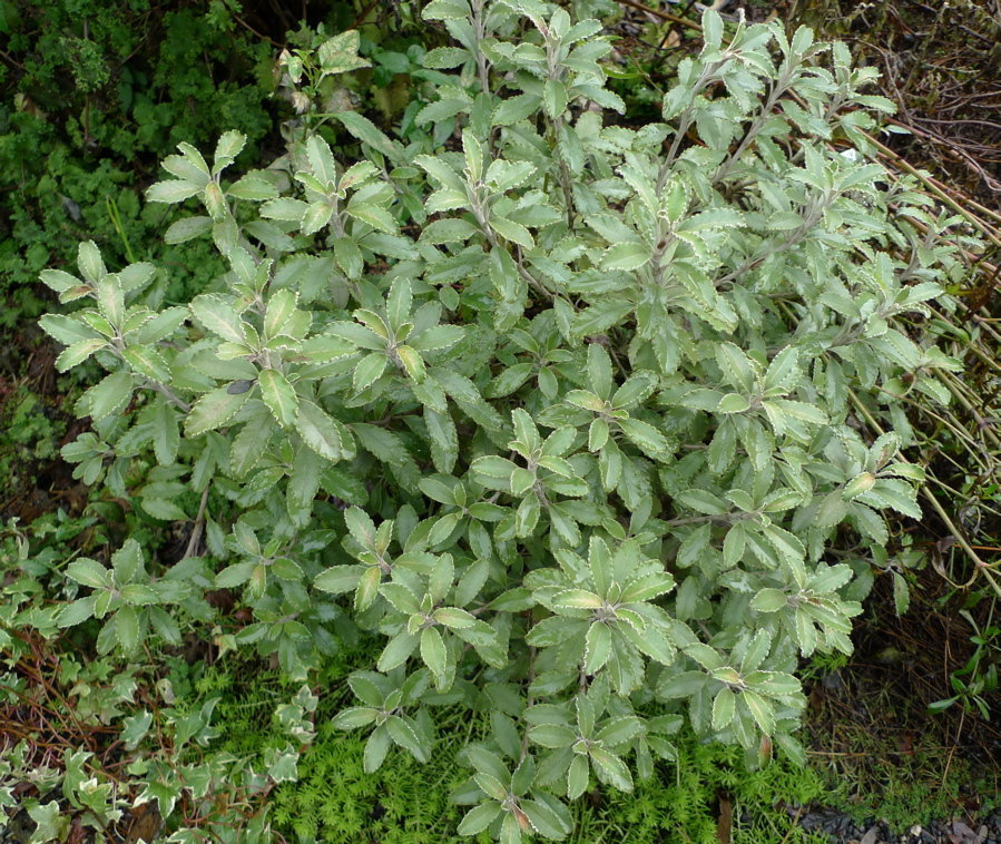 Great Plants for Winter Pizzazz Great Plants for Winter Pizzazz
