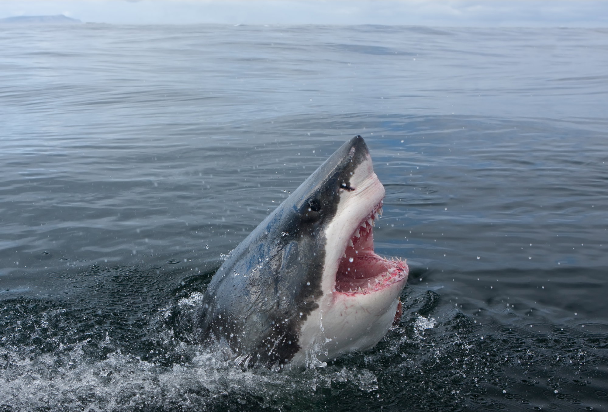 The Truth About Great White Shark Attacks in Oregon The Truth About Great White Shark Attacks in Oregon