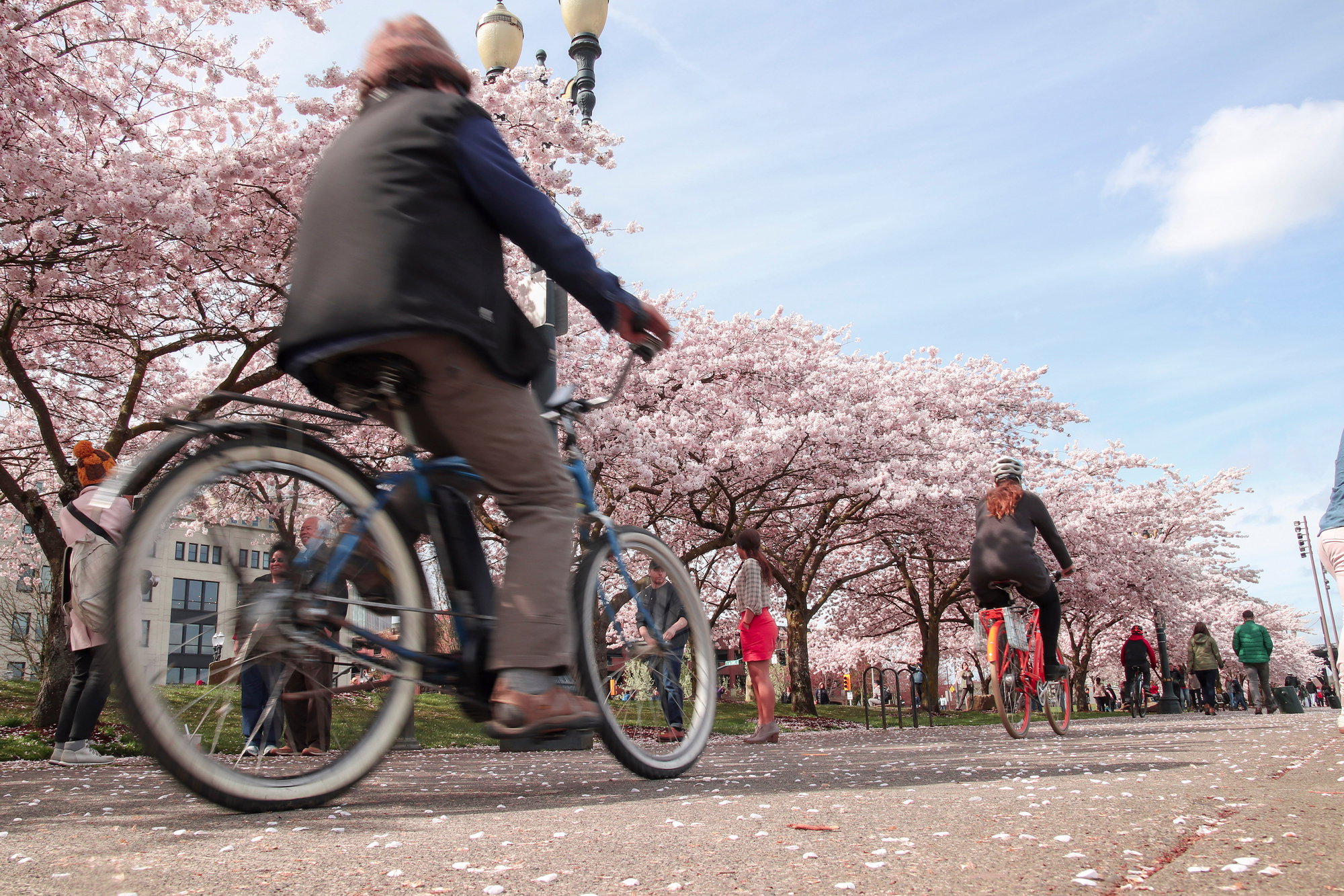 A Complete Guide to Viewing Cherry Blossoms in Portland A Complete Guide to Viewing Cherry Blossoms in Portland