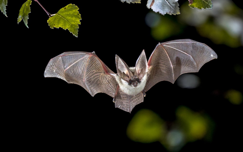 A Rabid Bat Was Found in Northeast Portland A Rabid Bat Was Found in Northeast Portland