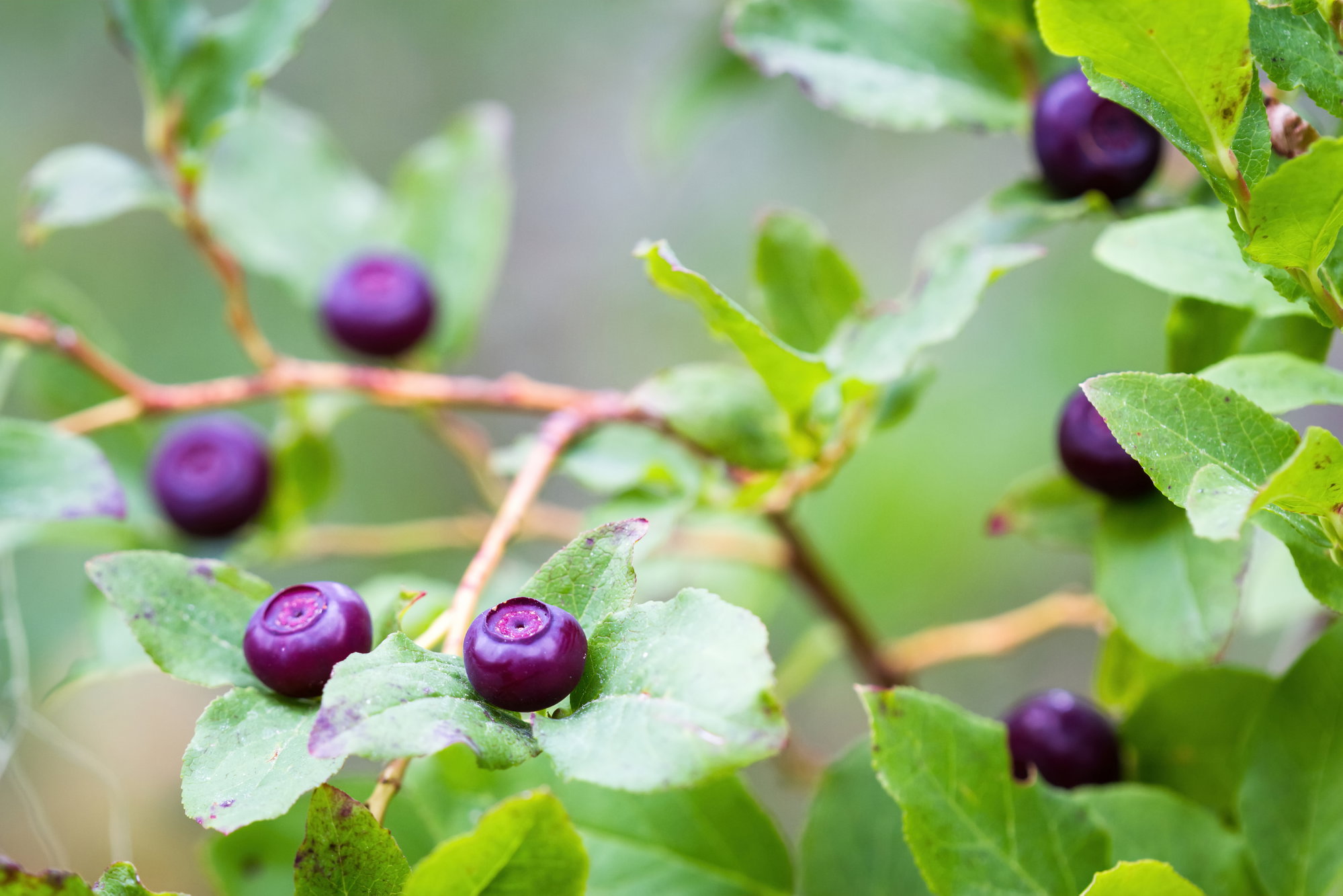 Off to Pick Huckleberries? You Might Need a Permit Off to Pick Huckleberries? You Might Need a Permit