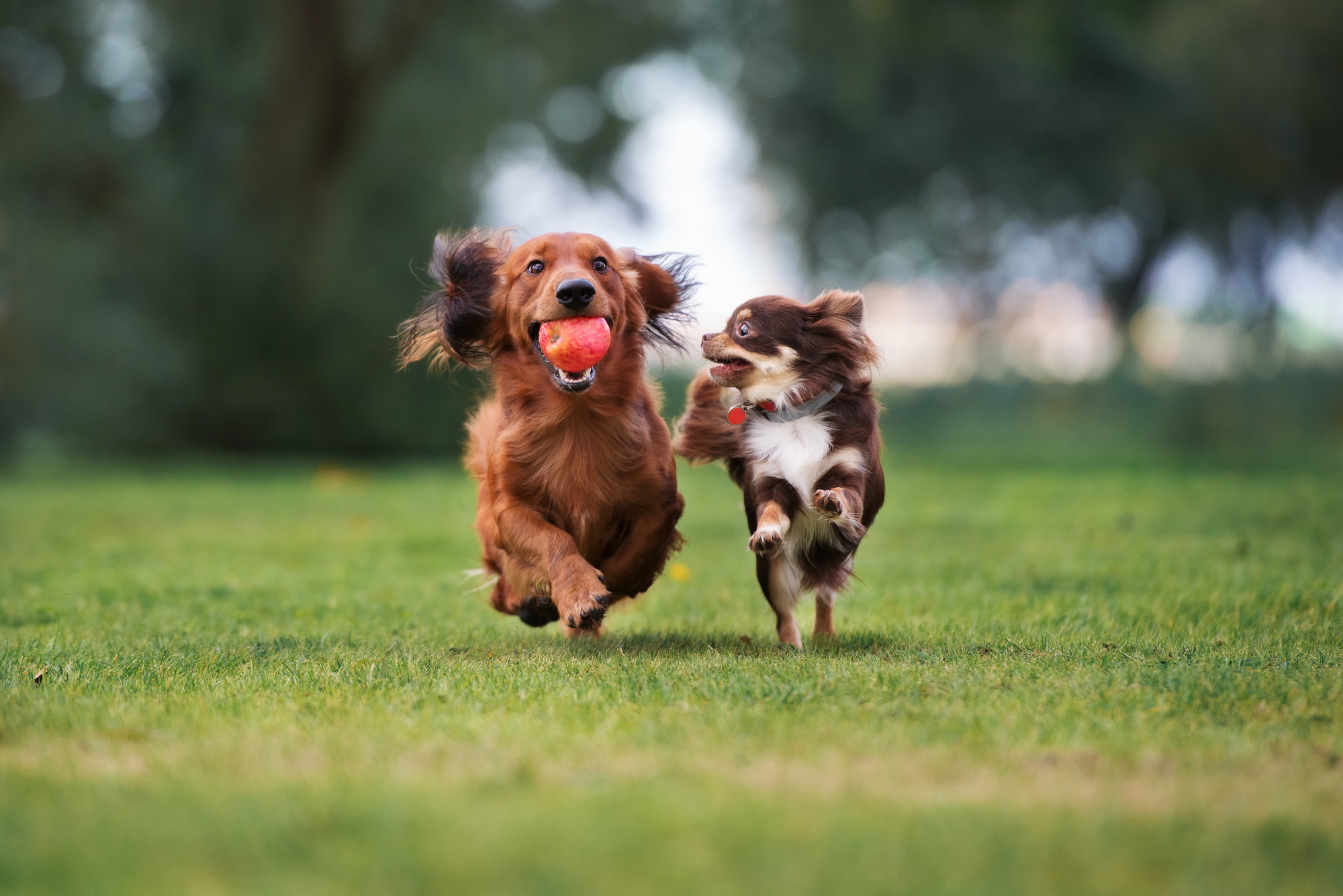 Our 10 Favorite Portland Dog Parks Our 10 Favorite Portland Dog Parks