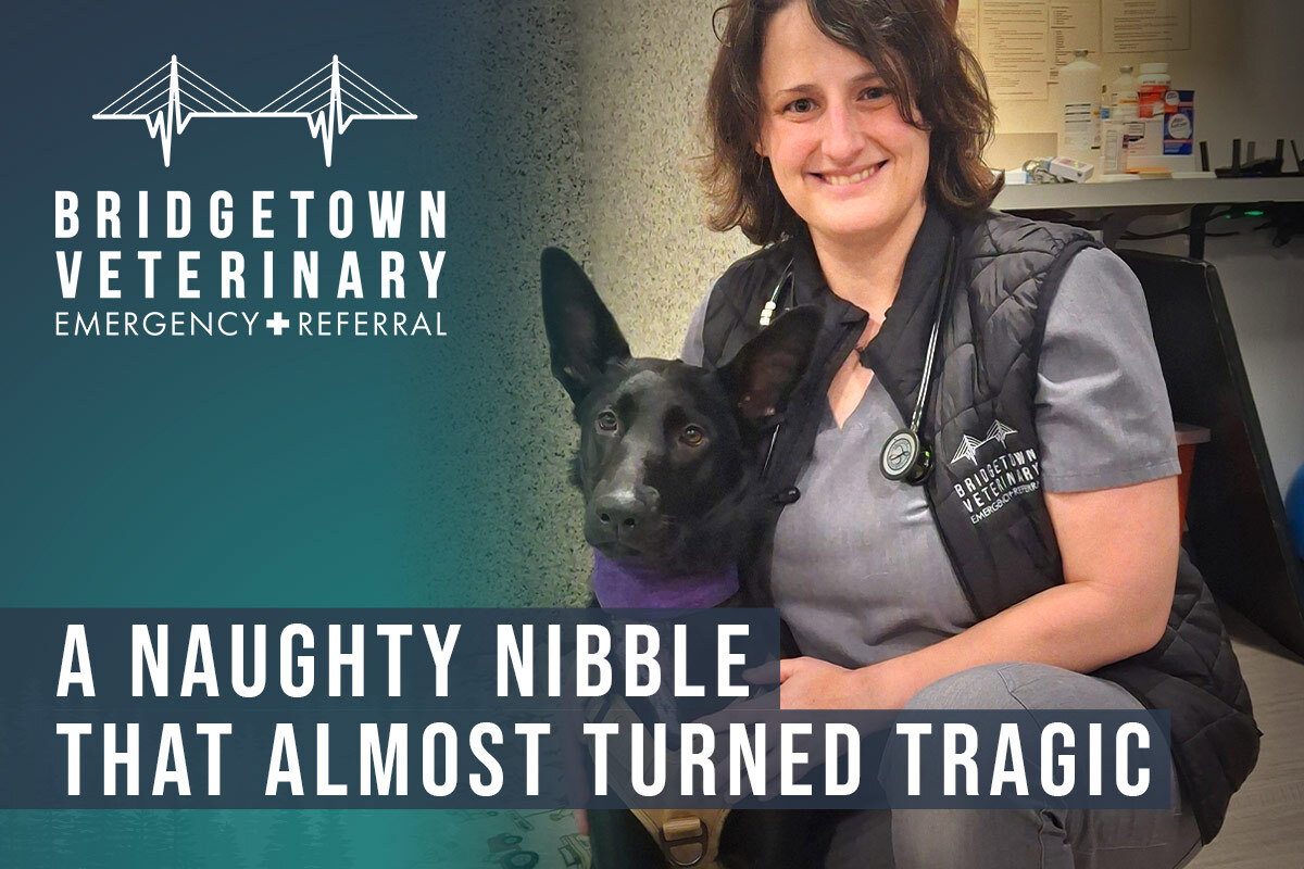 A Naughty Nibble That Almost Turned Tragic A Naughty Nibble That Almost Turned Tragic