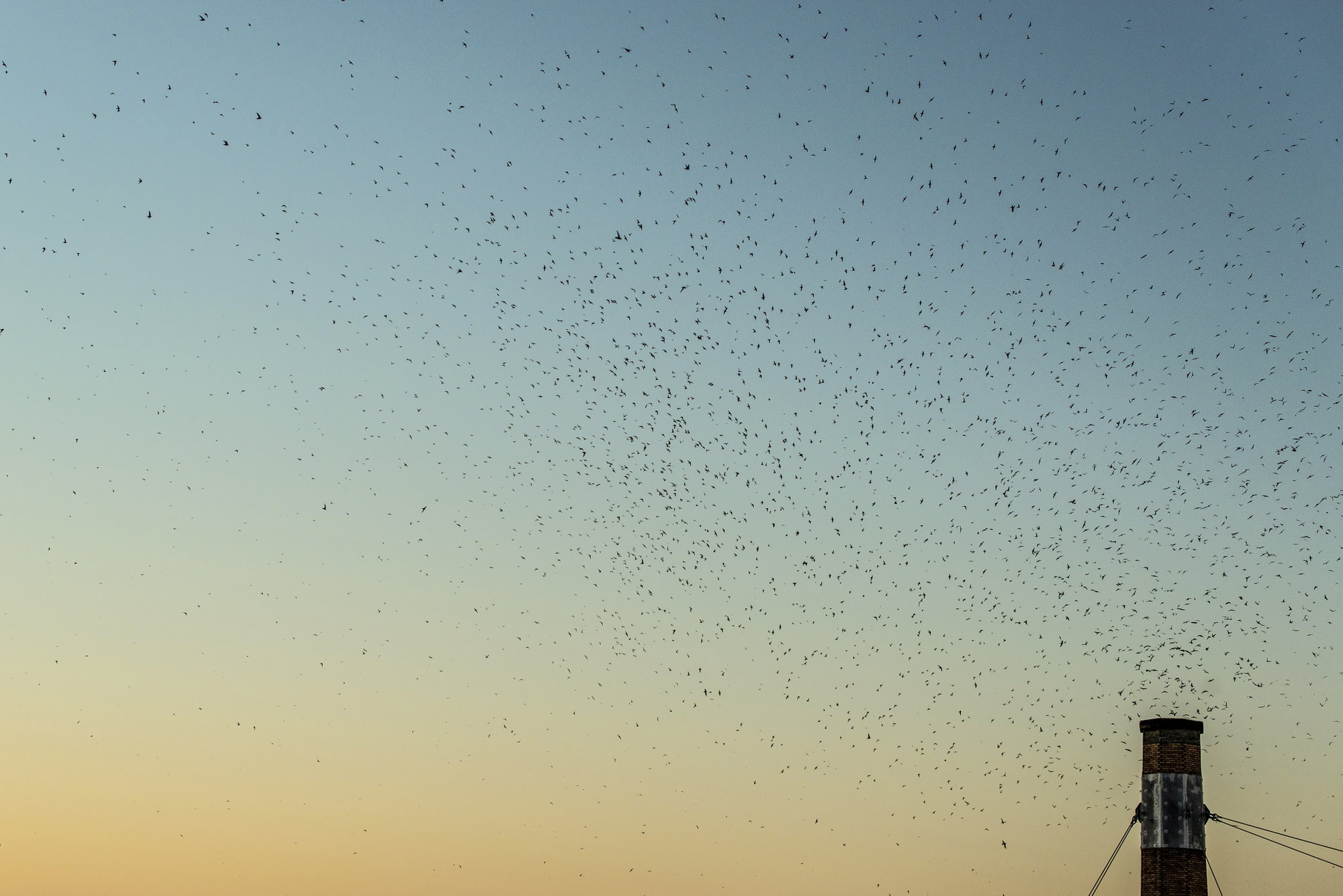 Have the Vaux’s Swifts Ditched Chapman for Good? Have the Vaux’s Swifts Ditched Chapman for Good?