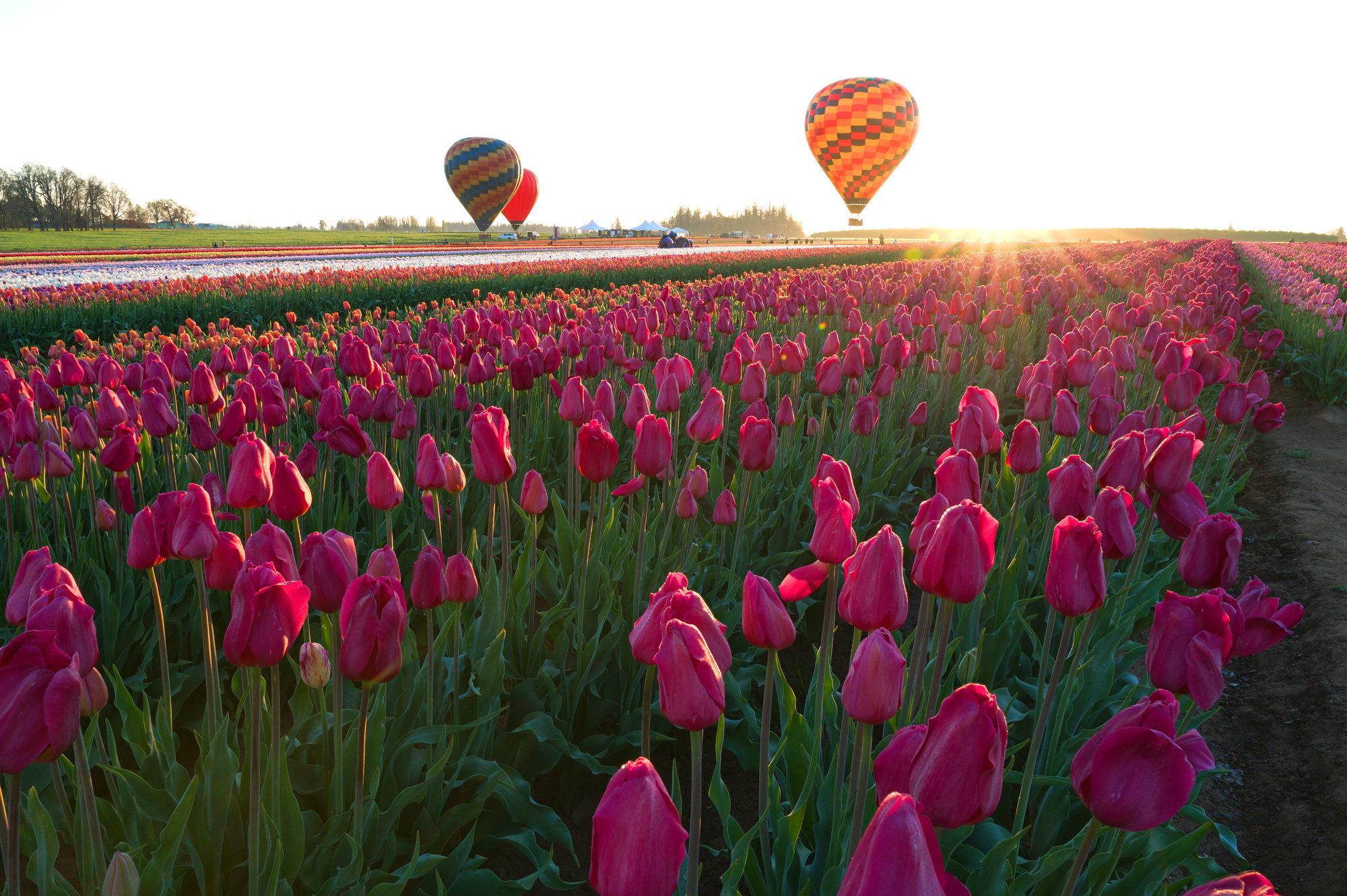 Guide to the Wooden Shoe Tulip Festival Guide to the Wooden Shoe Tulip Festival